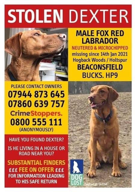 MDF1102's tweet photo. #GETDEXTERHOME SOCIAL MEDIA SURGE 

Dexter has been missing from the HP9 area since 14/01. It’s time for him to come home to his family. Please help us by sharing, liking and retweeting as far and wide as you can!! 🐾🧡 #missingdog #buckinghamshire #toohottohandle #foxredlabrador https://t.co/37hEEO56or