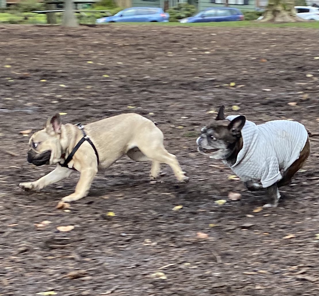 HollyEHinson's tweet image. What are you chasing after this weekend? #frenchieproblems