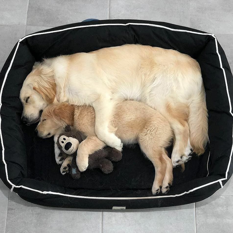 LocalPetService's tweet image. Mothers&apos; love is always the best in the world.❤🤗🥰
.
Cuteness Overloaded😍😍
•
Like👍
Comment 📝
Share 🖇️
•
Follow 👉@local_pet_service
Follow 👉@local_pet_service
_
#dogs #puppylove #motherlove #goldenretriever #retrieverworld #dogsofinstagram