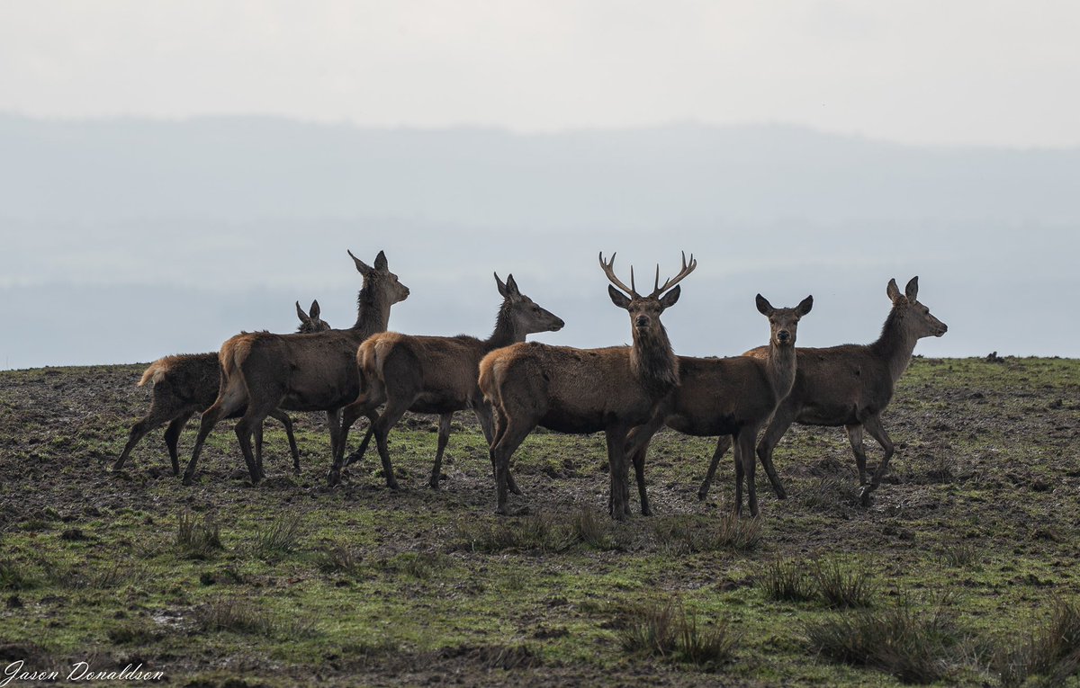 Today’s scenes whilst out walking the hills. #walks #countrysideliving #centralonthemove #deers #stags