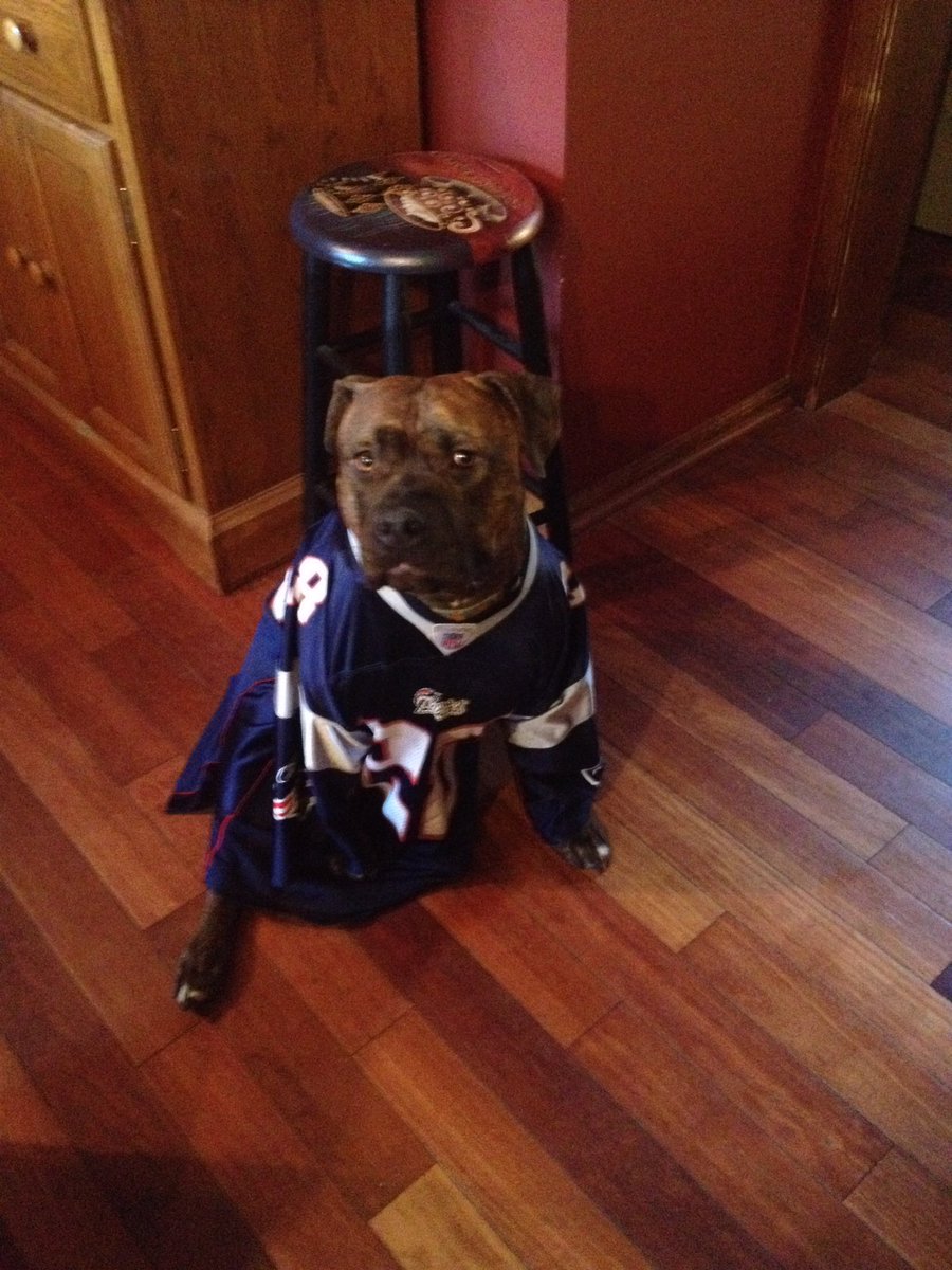 abbyyjayyy's tweet photo. #PatriotsPETriots #Bear https://t.co/ceRtMHgZRG