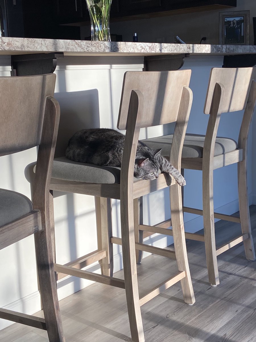 SkyBass47's tweet photo. Exhausted from watching birds 🐦 on this #caturday https://t.co/u4rr0eMb2j