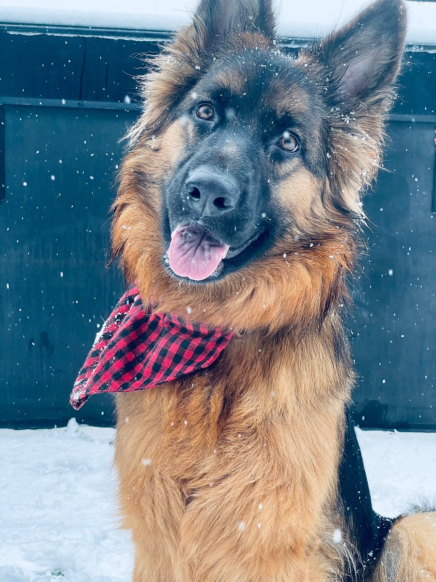 My dog Ellie modeling in the snow last week