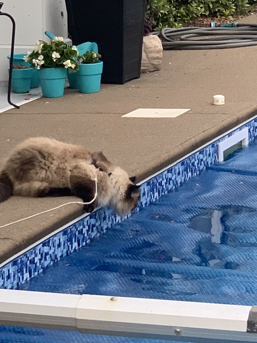 Calvin A tweet media