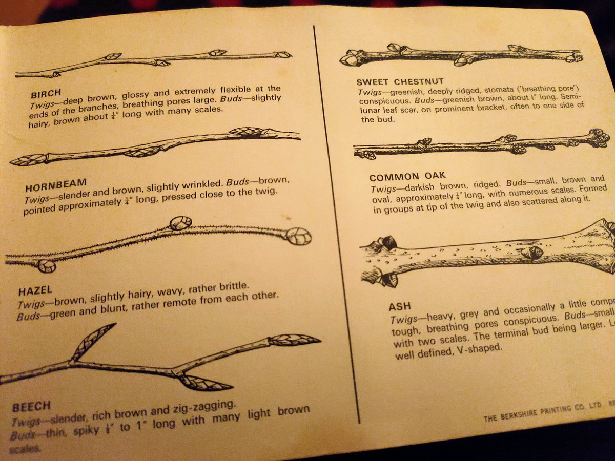 Rubonist's tweet photo. @LeifBersweden Dear @LeifBersweden I have a complete Brook Bond picture card pre-digital version here that taught me the basics when I was a wee lad (although I was born in the newer currency era some time after the book was released😉) #Treetastic cc @WoodlandTrust @AncientTreesATF https://t.co/J6b3QDJnnF