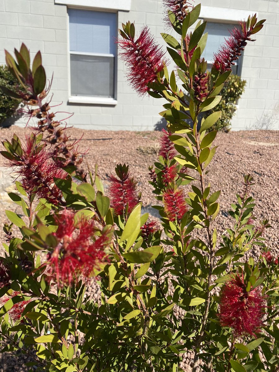 CIS_Wellbeing's tweet photo. CIS Virtual Nature walk! Started the morning with a walk around our neighborhood. Guess who joined in? Blaze! He also loved the trees, the plants, the different scents and the sounds! #ActiveCISElPaso #MyHealthMatters https://t.co/qn0Gh0nPbp