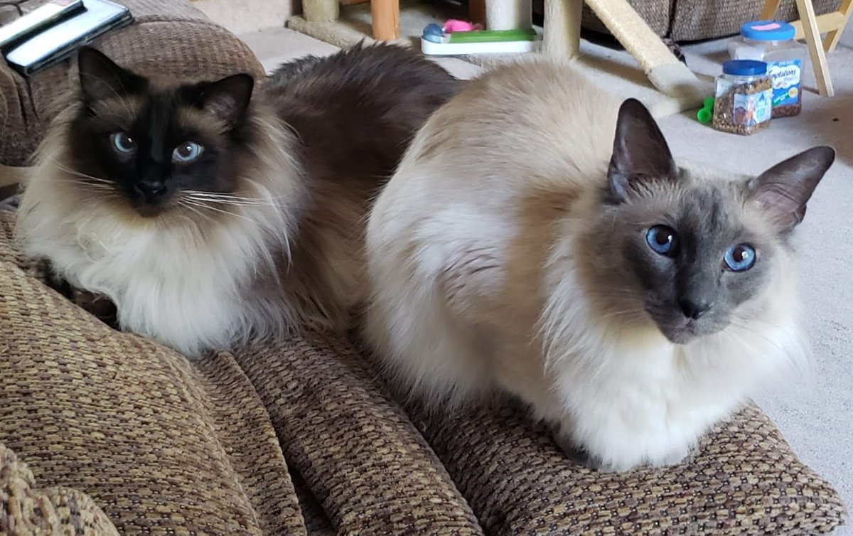 BrianXTMO's tweet photo. Happy #Caturday everyone! Hope you have a purrfect weekend! #CatsOfTwitter #cats #TeamCairo #TeamRagnar https://t.co/OZJnmxaAEJ
