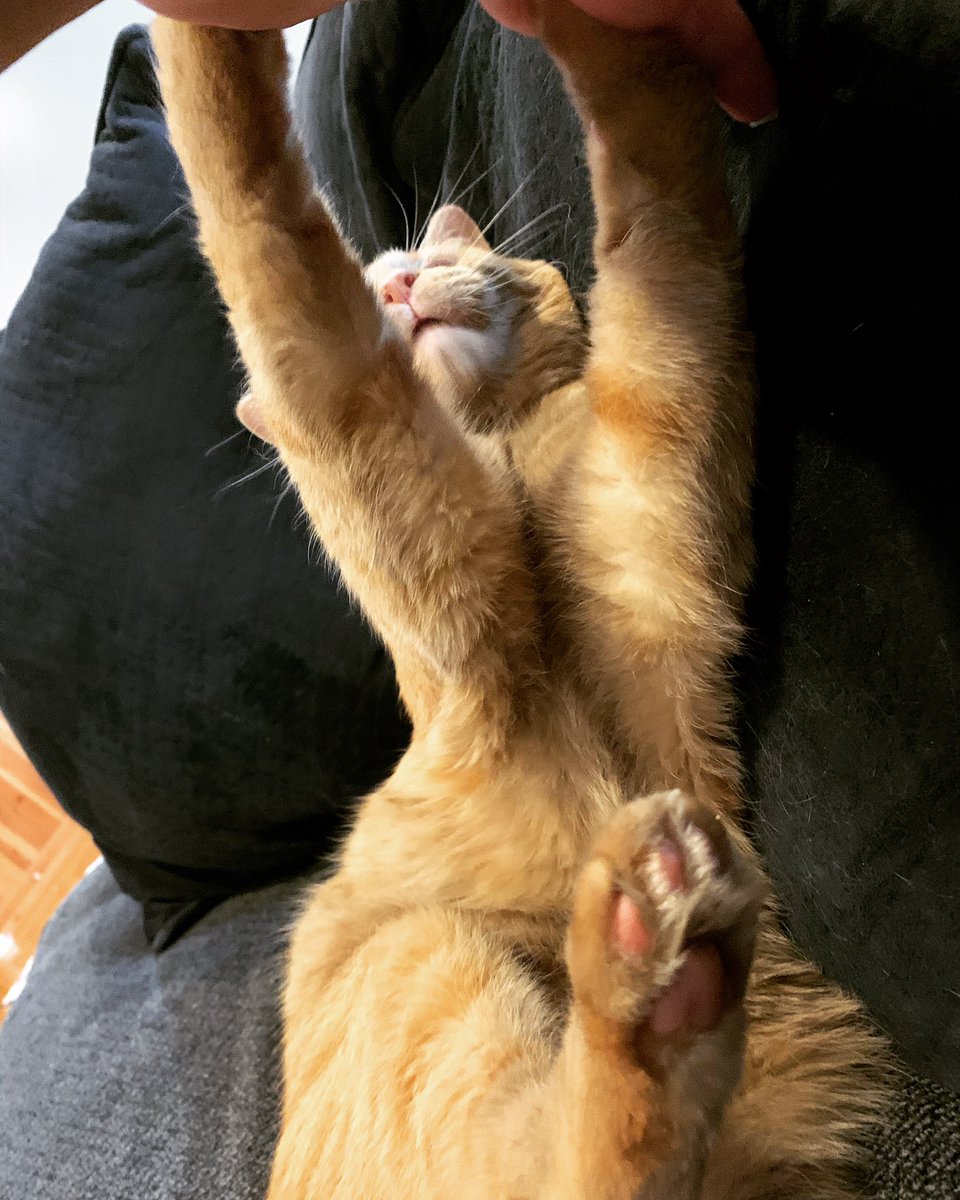 CarewSteja's tweet photo. PLEASE vote for my baby! Help Loki Tormund their way into the pages of Dogster or Catster Magazine and take home a $5,000 cash prize! https://t.co/alkpEQT7hn #Caturday #americasfavoritepet #CatsOfTwitter #AnimalCrossingNewHorizons https://t.co/tl2GF6Cahd