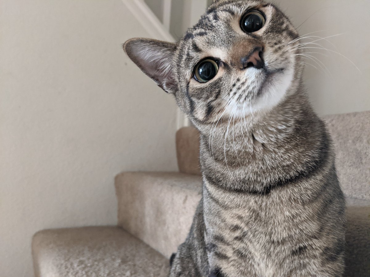 In this house, every day is #Caturday 

#Rocket #CatsOfTwitter