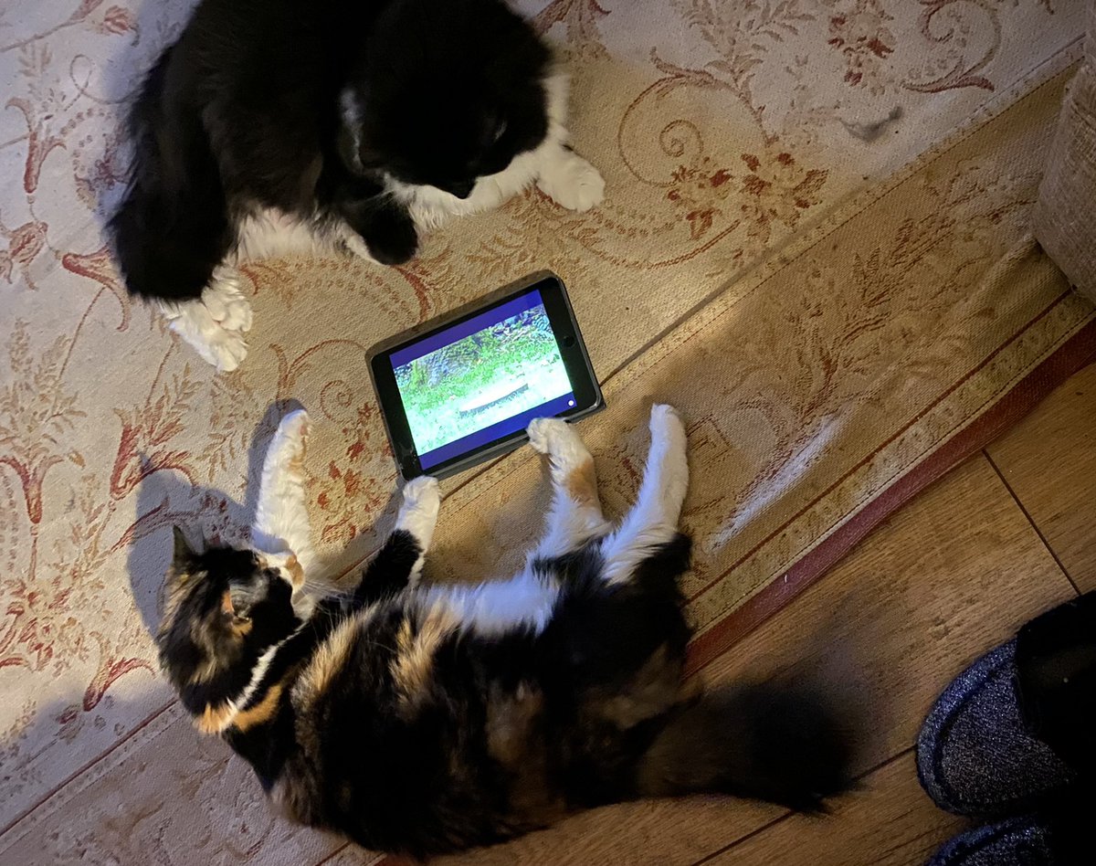 MollyMoggy26's tweet photo. We have fire 🔥 lit and it is #Caturday #KittyTV #NightIn 😹😹. We weren’t too happy that mum laughed at us🙀🙀. We want some #TVSnacks 😹😹. Hope all our furiends are safe and well 💕🐾💕🐾💕 #CatsOfTwitter https://t.co/PRyjxUmGCu