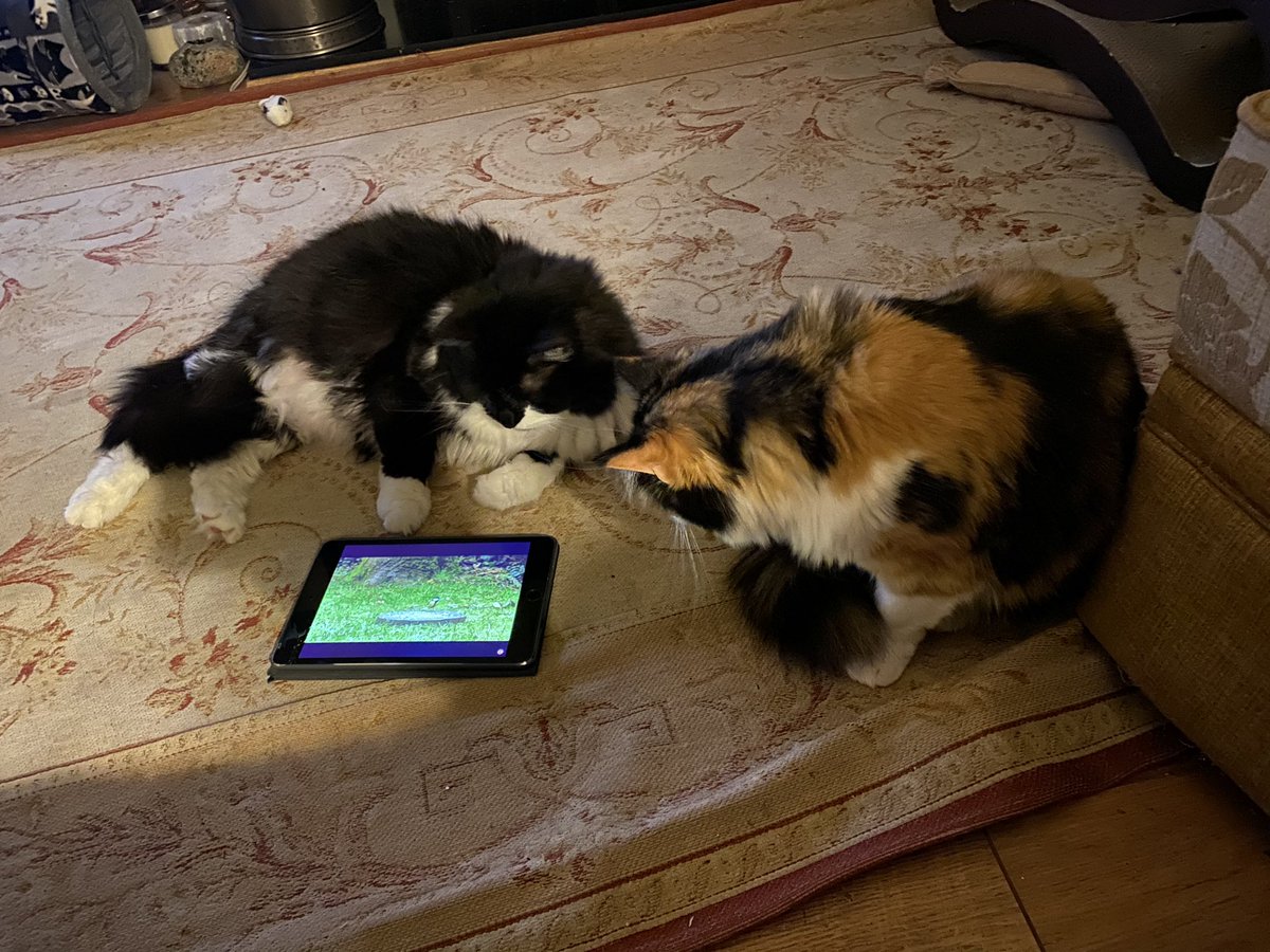 MollyMoggy26's tweet photo. We have fire 🔥 lit and it is #Caturday #KittyTV #NightIn 😹😹. We weren’t too happy that mum laughed at us🙀🙀. We want some #TVSnacks 😹😹. Hope all our furiends are safe and well 💕🐾💕🐾💕 #CatsOfTwitter https://t.co/PRyjxUmGCu