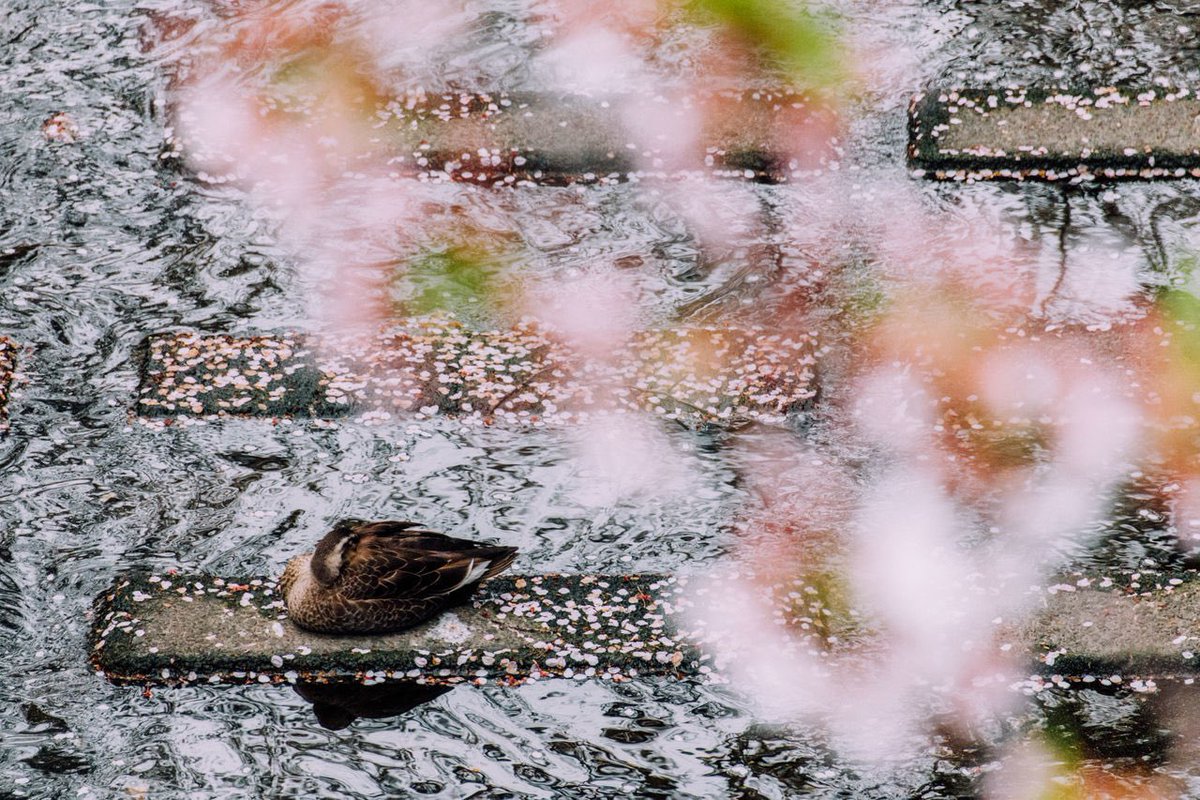 Koukichi_T's tweet photo. #ExceptionalNormalcy - four seasons on @eyeem
▸ https://t.co/PhijFEDOsA
▸ https://t.co/fA1ctaYaz8
▸ https://t.co/GtgQept8uj
▸ https://t.co/b3EMJNPFoU
#ktpics #eyeem #Japan #ファインダー越しの私の世界 https://t.co/mr1H4LP3cd