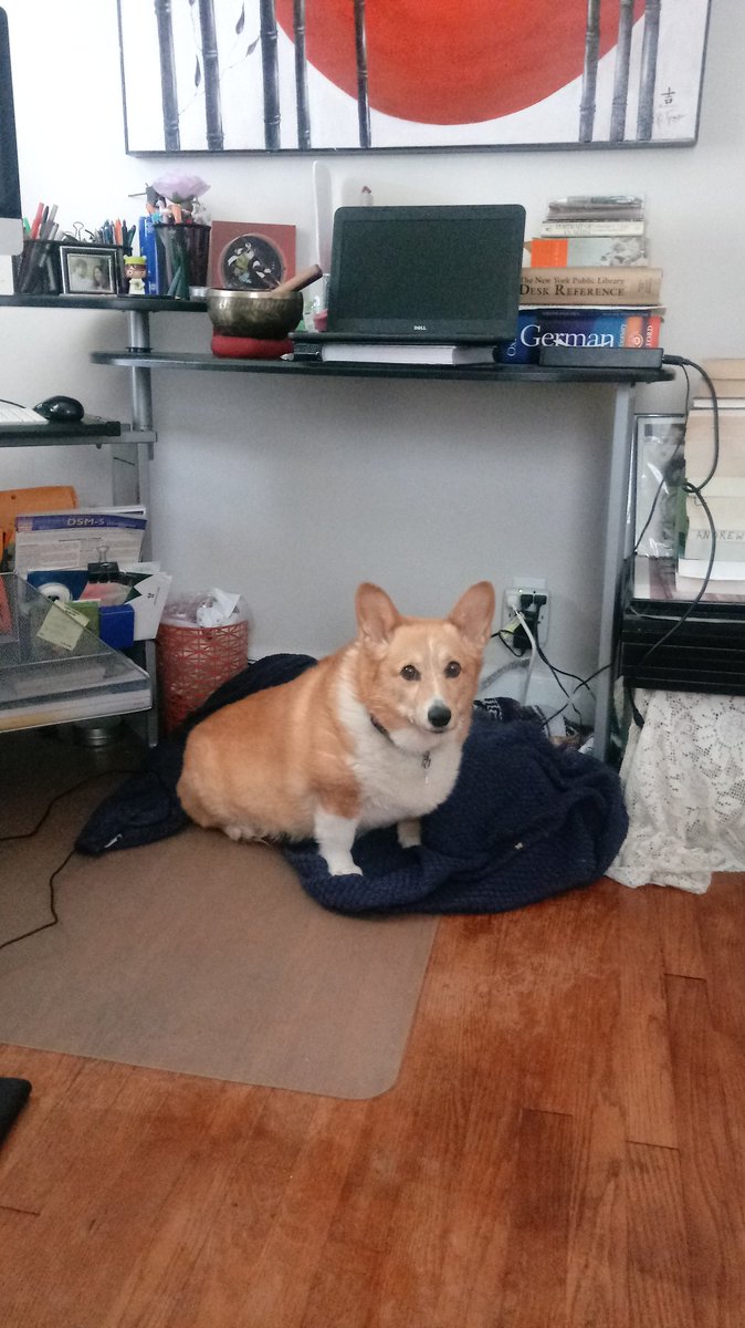 ShannonLawsonm2's tweet image. Home Office Pet #mnpslibhacks @mnpsreads