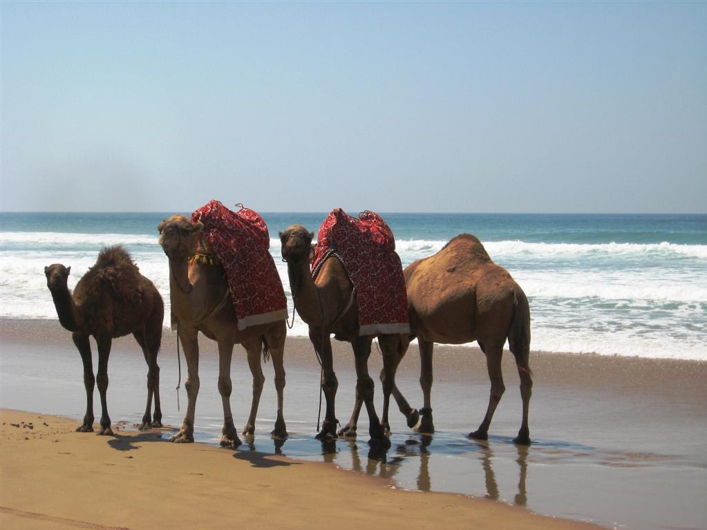 FaridaLoudaya's tweet photo. Asilah, Marruecos 🇲🇦😍 https://t.co/234FeGIhgc