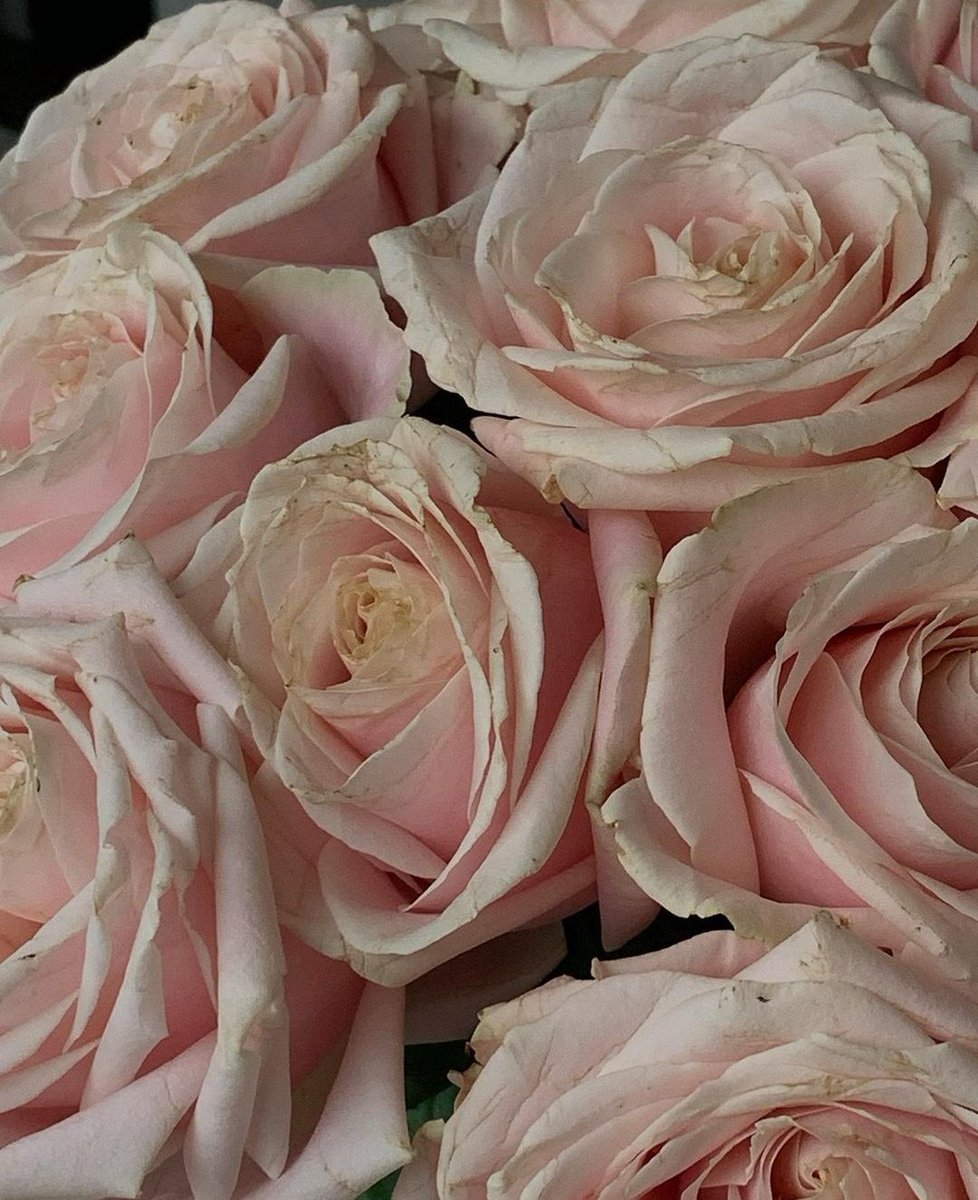 Gracias por las rosas, @ncahflnn, son preciosas😍💐