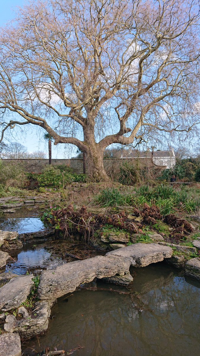 Andrethorpe's tweet photo. A bridge over calm waters. And a winter blue sky. #bridge #planetree #bluesky #samares #jerseyci @VisitJerseyCI https://t.co/oA1uNo3Qnv