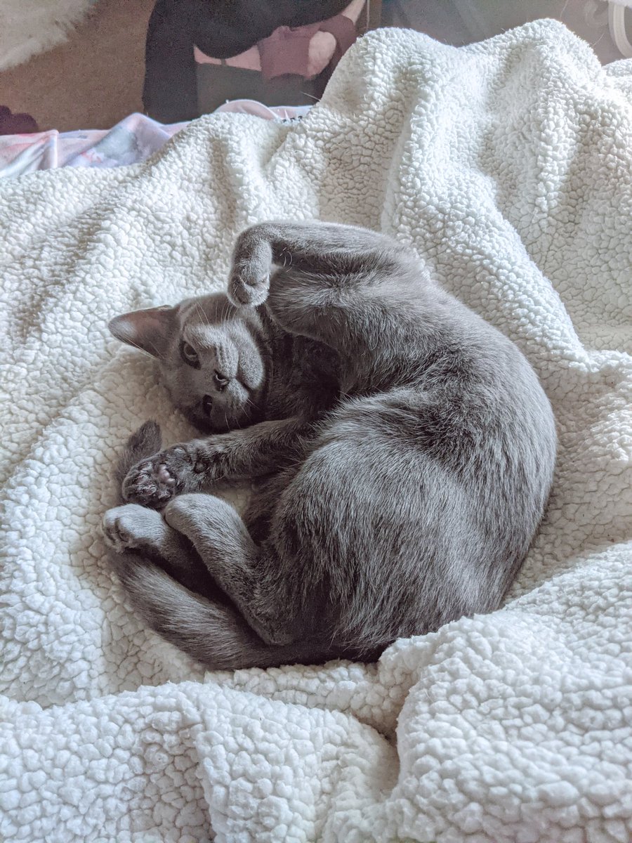 Cat . new(name: "Mavis") 🐈

my sister moved across the country, so i've taken in her kitten for now. don't let her cuteness fool you -- she's a tornado of terror. 🌪️🐾