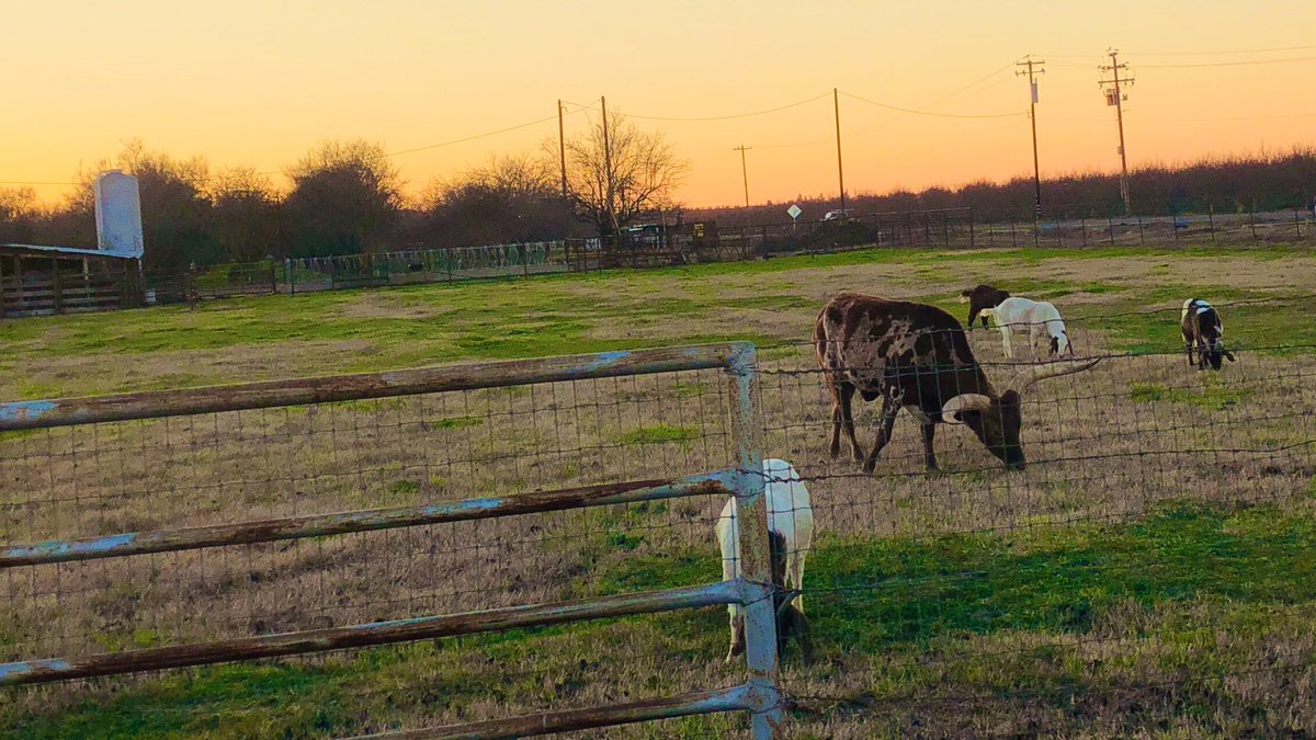 ThSbjctvPrspctv's tweet photo. Grazing in the warm Central California grass...a beautiful reality! #animalfarm #grazing #grazinginthegrass #animals #steer #goats #warmwinternight #centralcalifornia https://t.co/uqc9yqWHa3