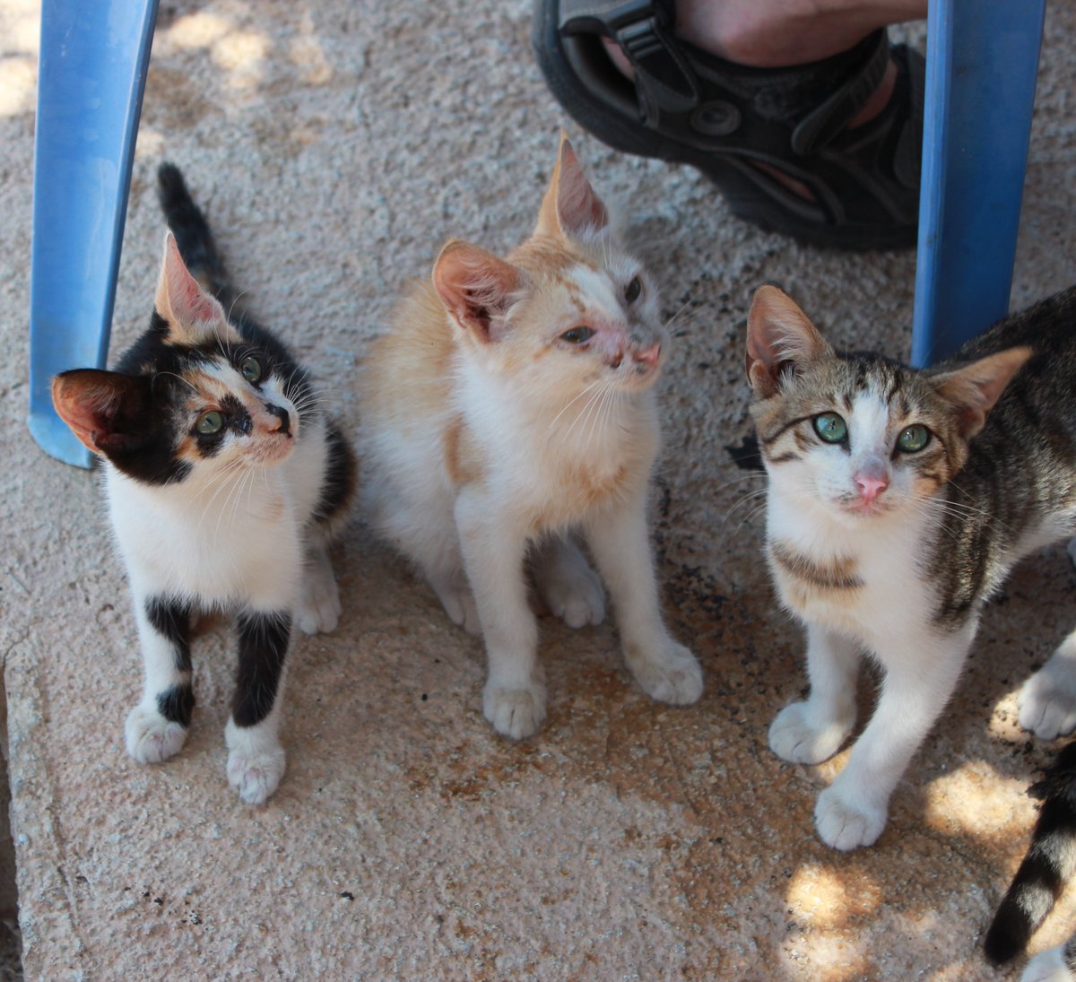 PureTraveller's tweet photo. #Top4Furry (Hellenic edition).
↖ Local shepherd & flock outside the house, Zakynthos, 🇬🇷
↗ Taverna kittens, 🇨🇾
↙ Goats, Kefalonia, 🇬🇷
↘ A monastery looking after cats, 🇨🇾
#Top4Theme is hosted by @CharlesMcCool, @Giselleinmotion, @perthtravelers, and @Touchse. https://t.co/A6MlQ88cPJ