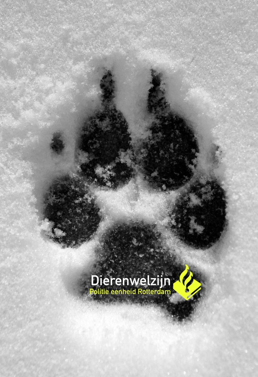 Pol_DWRotterdam's tweet image. Wellicht ten overvloede! Let op de dieren!! #Zwaresneeuw, #ijzigekou #hardewind #sneeuw kunnen uw en andere dieren verrassen. Strooizout kan de zoolkussens verwonden. Konijnen in hokken kunnen verstikken in de sneeuw. De lage temperatuur kan een #bevrorenwaterbak geven.