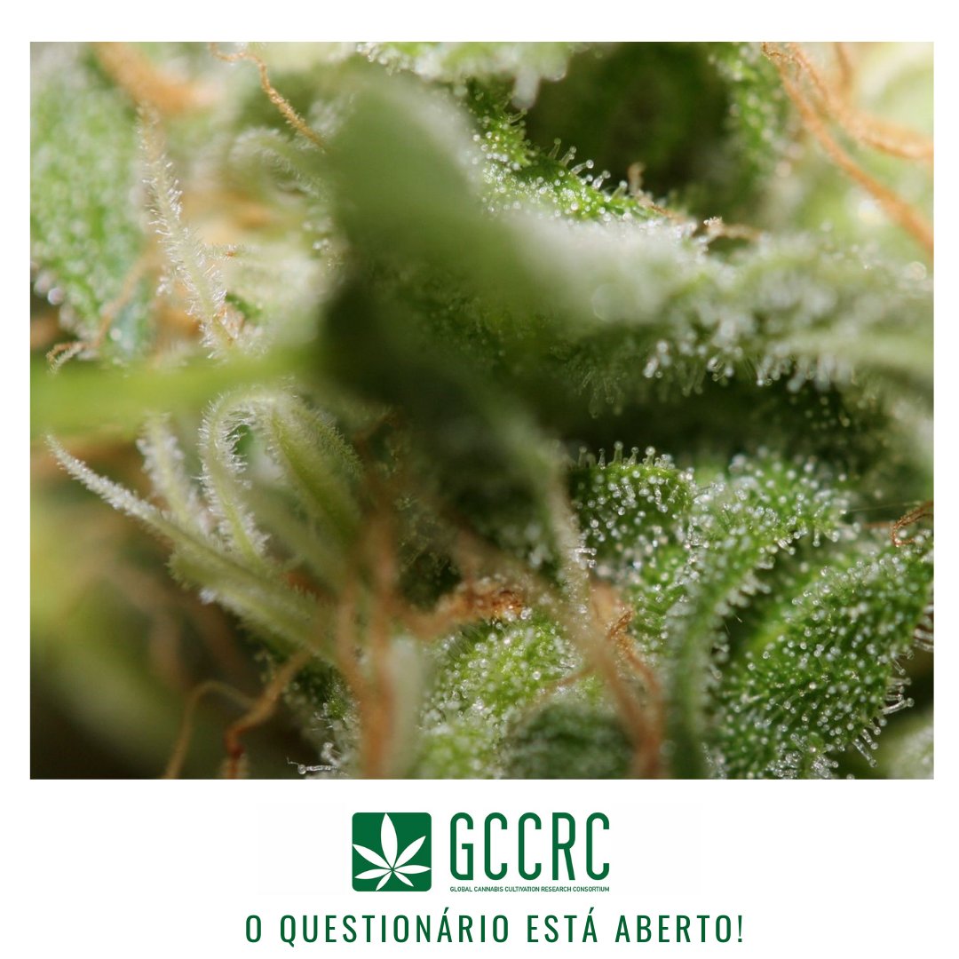 CannaQuest_EC's tweet photo. Estamos a estudar o cultivo em Portugal. O nosso questionário online é completamente anónimo e está ativo em inúmeros países no mundo. Participe aqui: https://t.co/M2HPlK5717 https://t.co/0WS9uXf4N8
