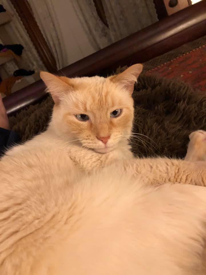 MelindaHoward4's tweet image. #Caturday #Castro #fuzzyblanket