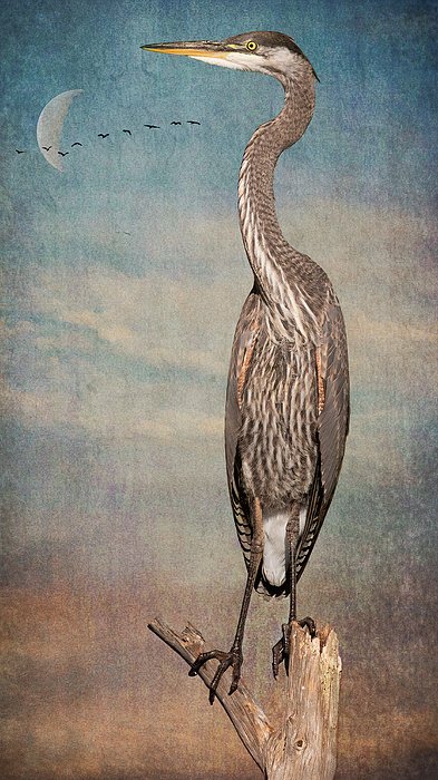 New artwork for sale! - "Great Blue Heron on Watch" - fineartamerica.com/featured/great… <a href="/fineartamerica/">Fine Art America</a>