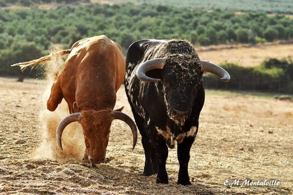 EMMontalvillo's tweet photo. El objetivo siempre preparado. La expresión, una mirada, qué maravilla el campo bravo y qué mal lo están pasando los ganaderos.
#CondessaDeSobral https://t.co/UNXc0V0AvJ