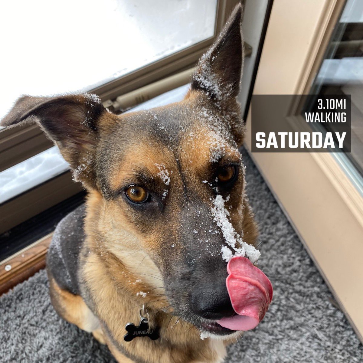 rdennisjr's tweet image. 3.1 miles of digging tunnels through the new snow. This dog is a nut for swimming in the snow. #runwithyourdogs #7degrees