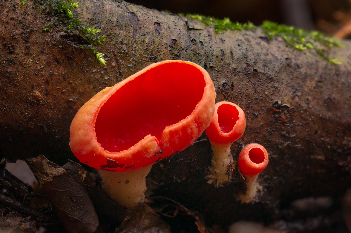 steefvanes's tweet photo. Het rode kelkzwammetje. Was even zoeken, maar zeer fijn om deze eindelijk in het echt te zien. En dat in de Natuurtuin in Zoetermeer 
#mushrooms #rodekelkzwam #zoetermeer #ivnnatuureducatie #zhlandschap #paddenstoelen #macrophotography #naturephotography #bos https://t.co/q0fjUCsun1