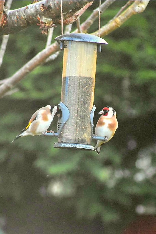 Ffrindiau newydd fi. My new friends.