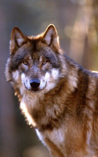 evelyn_m_k's tweet photo. Happy Weekend Pack! Hope yโall are well! Here they canceled Mardi Gras, French Quarter to be closed! โค๏ธ๐๐บ๐ป @Nokomaq @MiriBen2 @DianeRedelinghu @hugwildlife @GichiGumee @nkDarkDrgmailc1 @rotrujo @AleZ2016 @Graywolf080458 @DonTochillo #SaveWolvesBears #AdoptaNoCompres #NoMasTas https://t.co/esBn1dcexp