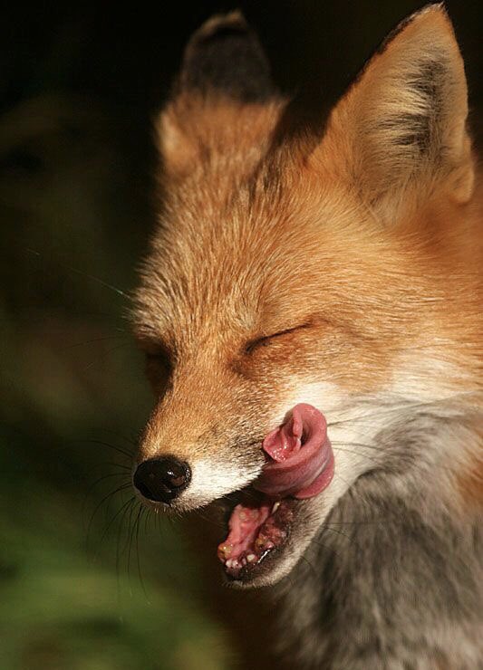 evelyn_m_k's tweet photo. Happy Weekend Pack! Hope yโall are well! Here they canceled Mardi Gras, French Quarter to be closed! โค๏ธ๐๐บ๐ป @Nokomaq @MiriBen2 @DianeRedelinghu @hugwildlife @GichiGumee @nkDarkDrgmailc1 @rotrujo @AleZ2016 @Graywolf080458 @DonTochillo #SaveWolvesBears #AdoptaNoCompres #NoMasTas https://t.co/esBn1dcexp