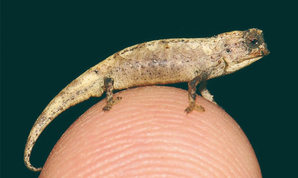 scidotnews's tweet photo. World’s Tiniest Reptile Found in Madagascar
https://t.co/0Z9wr991OF 
#biology #science https://t.co/LGFAcP6Cvu