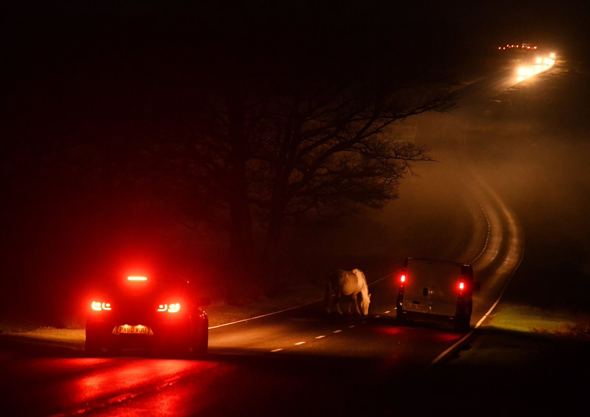 NfRoads's tweet photo. When you cross that cattle grid, think animal aware. Salt is on the road for your safety, now think of them. Show you care. #animalsonroaddayandnight.  @NFVerderers @RealNewForest @YoungCommoners @EngNewForest @newforestdc @NewForestNPA https://t.co/5BqCwiX6xQ