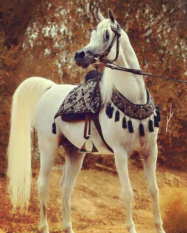 Арабский скакун с наездником. Арабская чистокровная лошадь эстетика. Арабская порода лошадей сиглави. Авито арабские лошади. Арабский скакун анатомия.