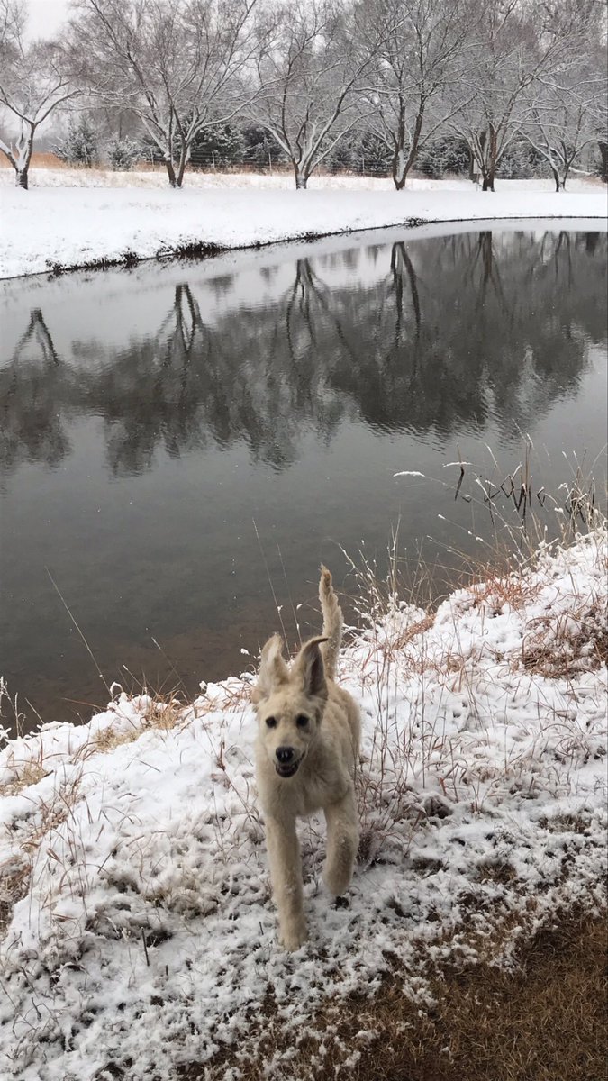 hdc110's tweet photo. Finding joy in the unexpected snow! https://t.co/8IHJXH9rks
