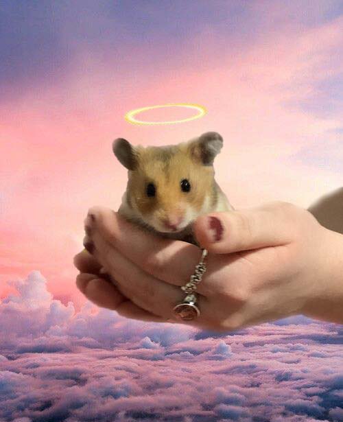 charlotte2440's tweet photo. meet our son, winston <3 #cutehamster #socute #luvrson #firsttimeparents #goingwellsofar #notlookingforwardtotheteenyears https://t.co/MFOErDsopJ