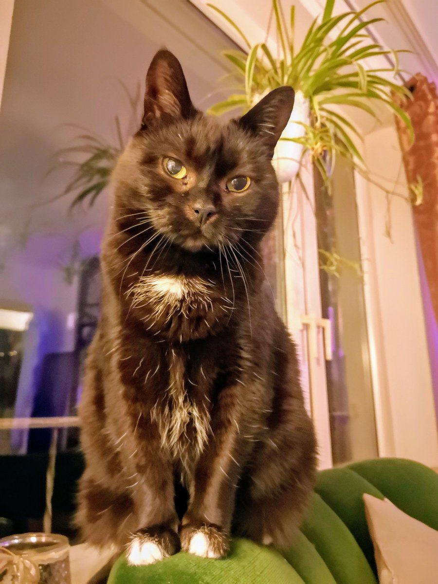 Frl_Maiko's tweet photo. Felt cute - might delete later. #Jürgen https://t.co/UGM4vwkudt
