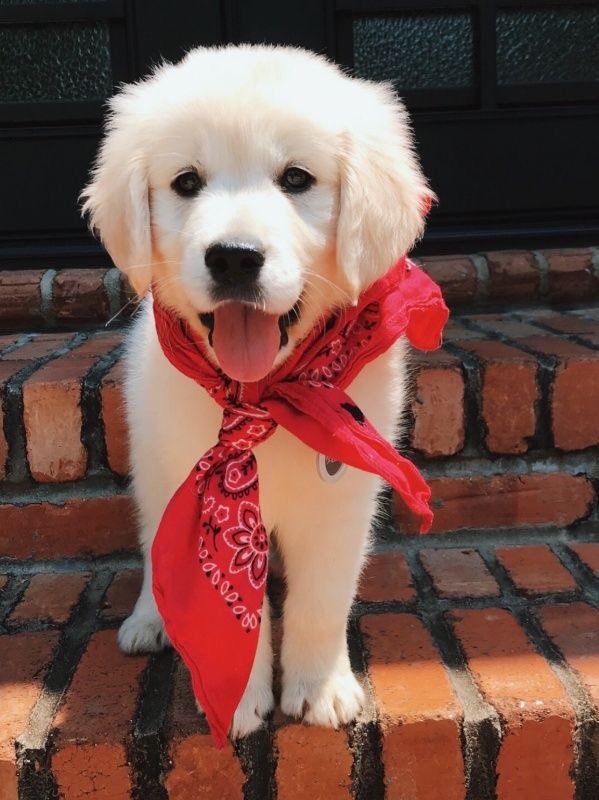 ashton irwin as dogs - a super important thread. (tag ashton maybe?)