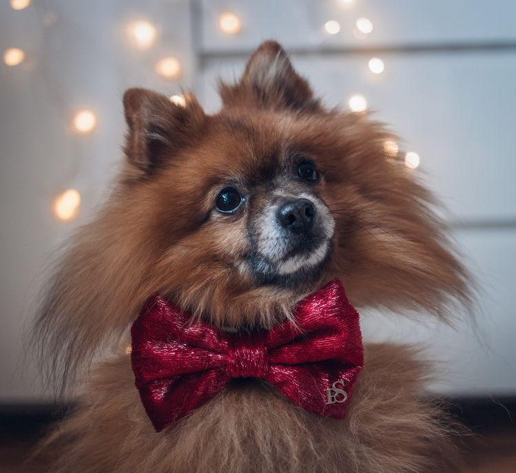 ashton irwin as dogs - a super important thread. (tag ashton maybe?)