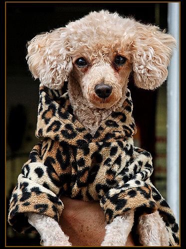 why are they like the exact same glasses