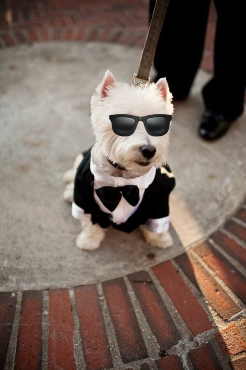 yes i put emoji sunglasses on the dog look away