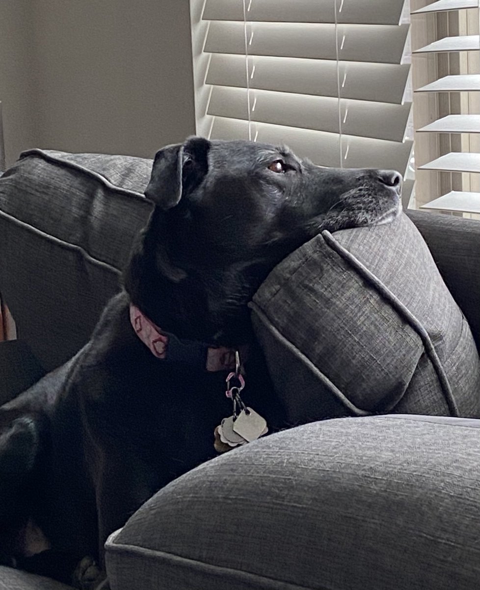 ewittmayer's tweet image. My #Labby Josie watching Squirrel TV #AOClied