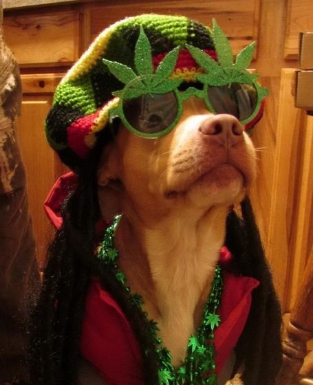 yes i put emoji sunglasses on the dog look away