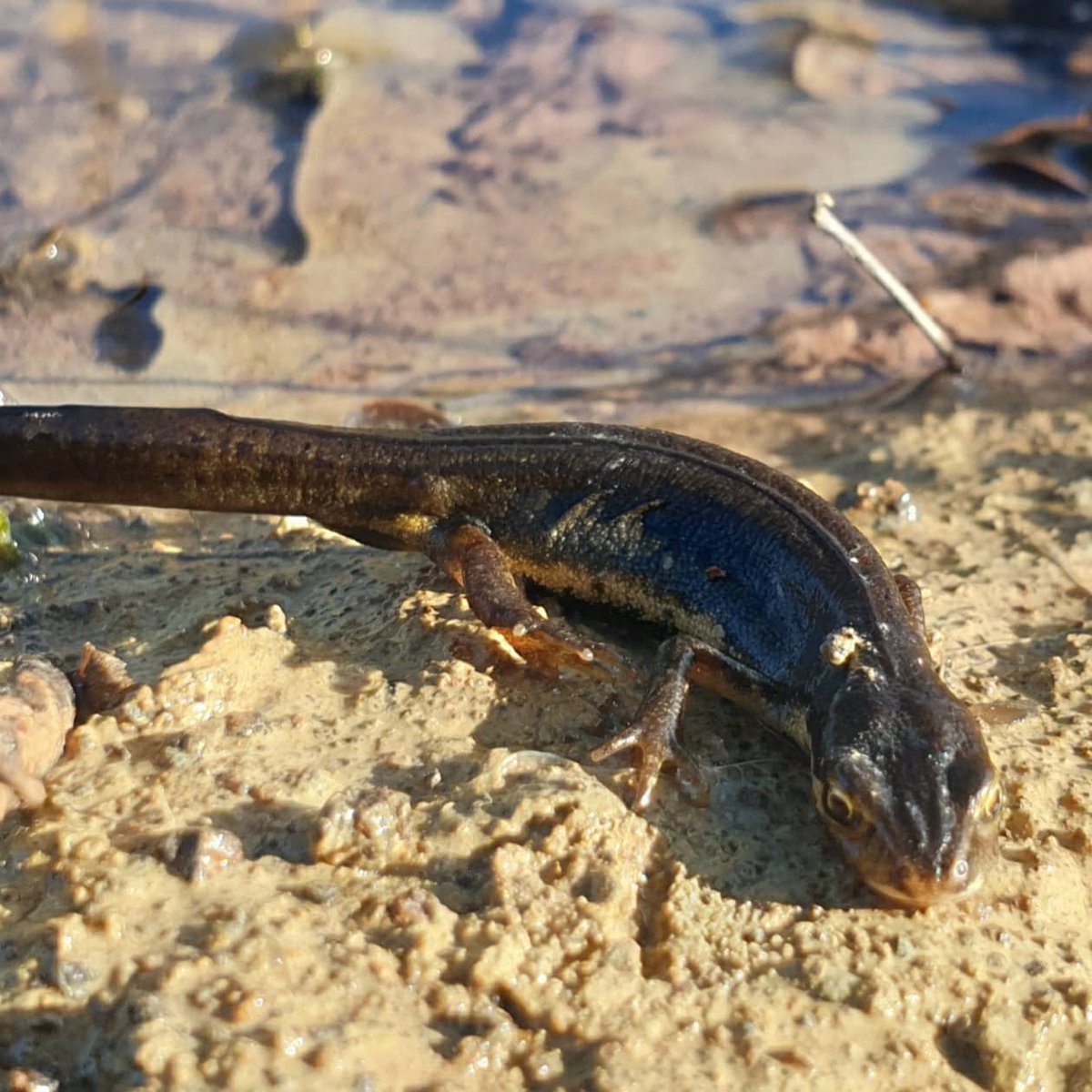 The newts seem to think hibernation is over. Saved this one and two others from a man-hole. #greatcrestednewt #smoothnewt