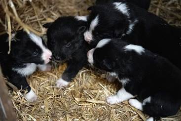 Five four-week-old Border Collie #puppies were stolen from a farm outhouse in Stow-on-the-Wold overnight. Do you know who took them or have any information which could help trace them? They're mostly black &amp; white. More info here: crowd.in/rKSYt2 #stolenpuppies