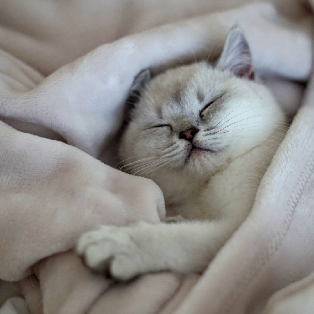 SonlevoMattress's tweet photo. You may be wondering why during the day, you don’t see your cat very often, and when you do, all it does is sleep!
This is because cats sleep for 15-20 hours each day as they are most active during the night.
#cat #kitten #sonlevo https://t.co/JZww91YfJB