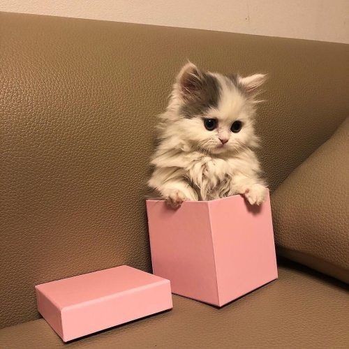 Why you should have a cat (@shouldhavecat) on Twitter photo 