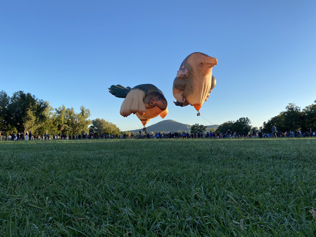 Skywhales represent the relationship humans have with nature and it is only in the most serendipitous overlap of all the correct weather conditions that Skywhales can fly. So turns out that’s not today. #Skywhalepapa I hope to see you gracing Canberra’s skies another day!